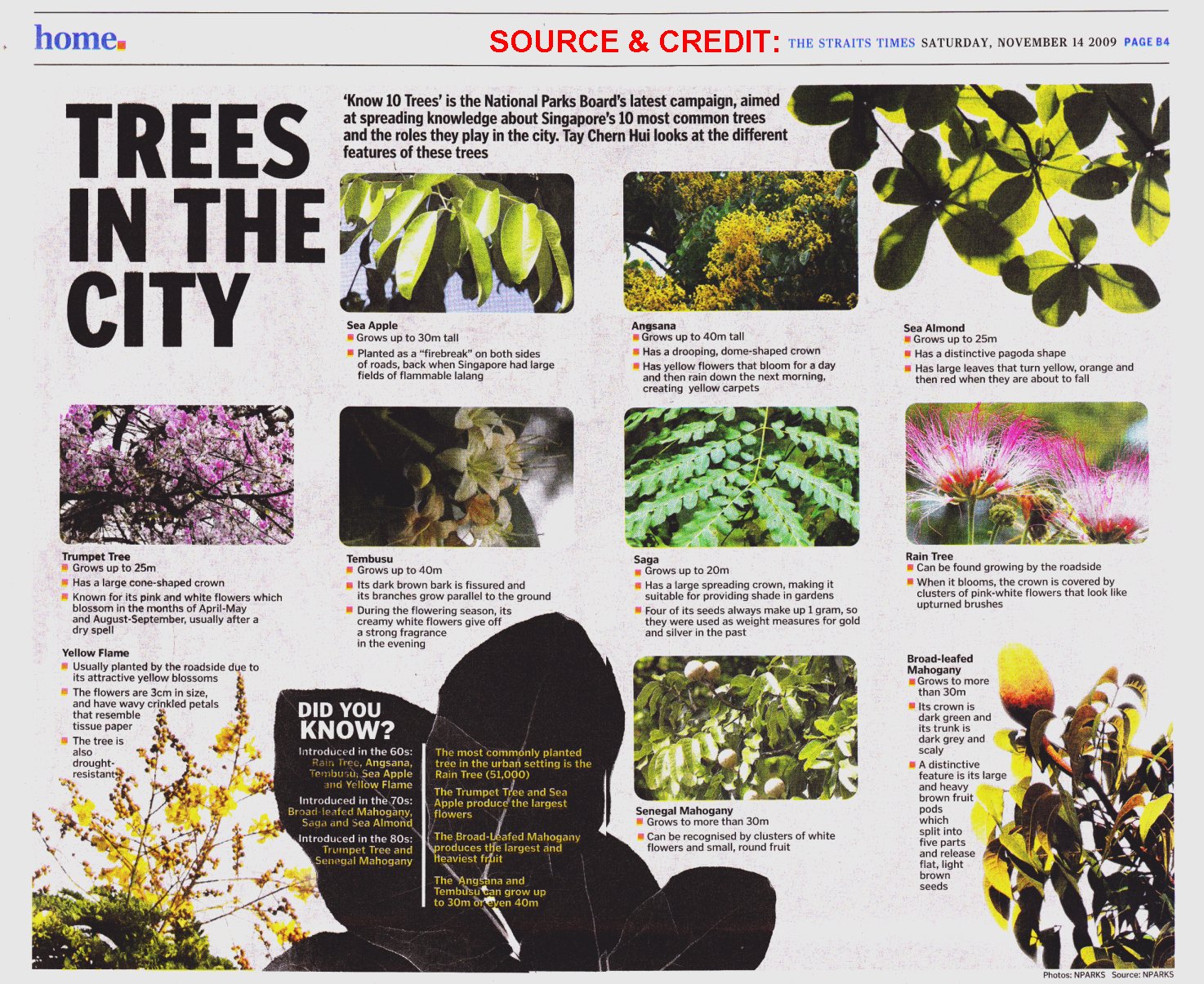 common singapore trees
