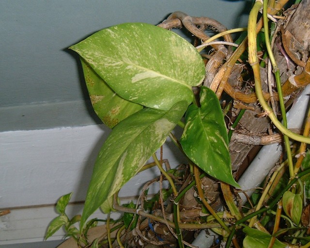 Chinese Culture: What does a money plant look like ...