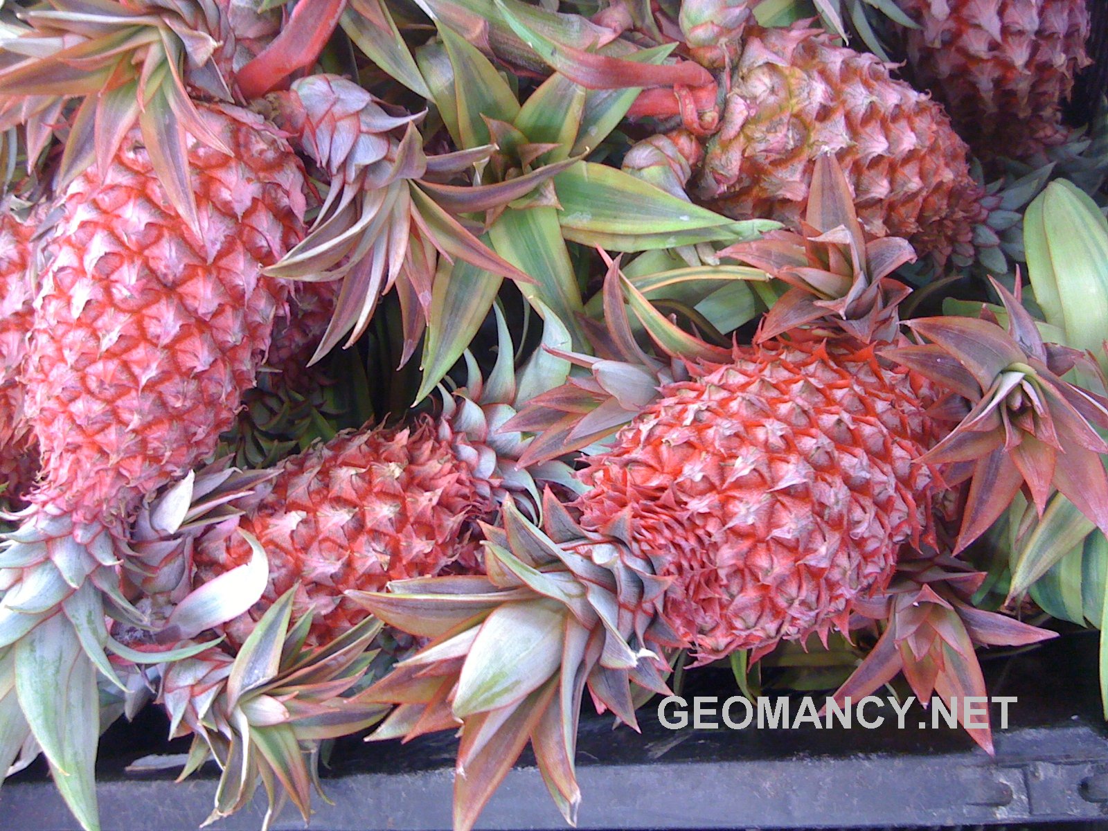 CNY PINK PINEAPPLE FLOWER 2.88 Chinese Culture